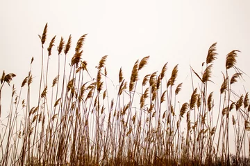 Foto op Canvas Dry reeds swing in the wind © IURII