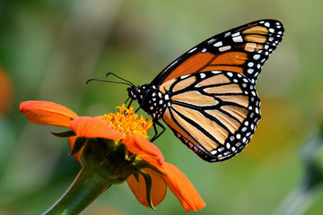 Monarch butterfly on Tithonia diversifolia or Mexican sunflower.  It is a milkweed butterfly in the family Nymphalidae and is threatened by habitat loss in the USA. 