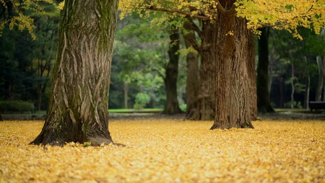 Beautiful ginkgo tree during autumn season in yoyogi park in Tokyo, Japan. Ginkgo leaves falling into the ground and make it like golden yellow carpet. 