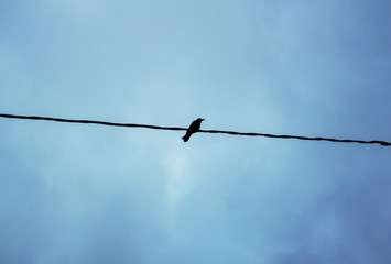 Black crow sitting on a wire against the sky