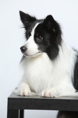 Against the gray and white background, the border collie makes a variety of naughty and lovely, happy and sad expressions. It is people's favorite pet, dog portrait combination series