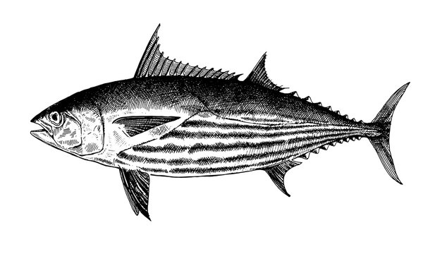 Striped Skipjack tuna, fish collection. Healthy lifestyle, delicious food. Hand-drawn images, black and white graphics.