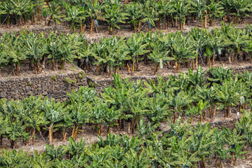Banana Plantation Field in La Palma, Canary Island, Spain.