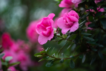 Azalea Rhododendron flower plant nature garden macro photography