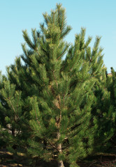 Young Christmas tree in sunny weather