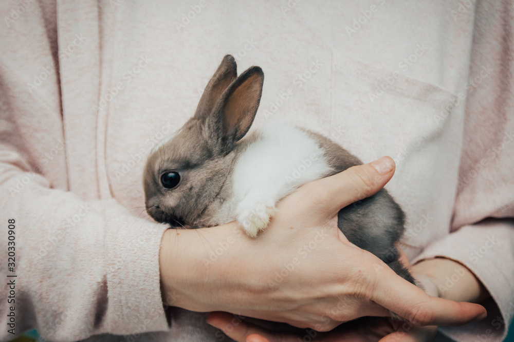 Wall mural girl holding grey bunny