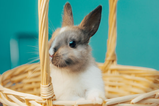 little bunny in wicker basket