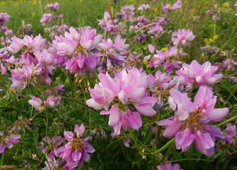 A group of brightly blooming wildflowers grown in a meadow. The flowers contain many rose petals.