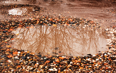 Reflection of a tree in a puddle