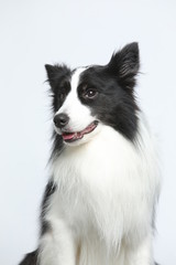 Against the gray and white background, the border collie makes a variety of naughty and lovely, happy and sad expressions. It is people's favorite pet, dog portrait combination series