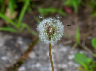 Löwenzahnblüte, Taraxum Officina