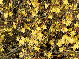 (Jasminum nudiflorum) Winterjasmin mit leuchtend gelbe Blüten während der Wintermonate