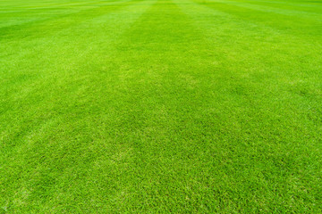 Grass of Sport Field