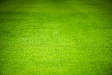 Grass of Sport Field