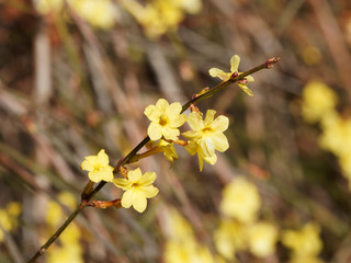  Winter-Jasmin (Jasminum nudiflorum). Einzelblüte von leuchtend gelbe Winterjasmin auf einem Zweig