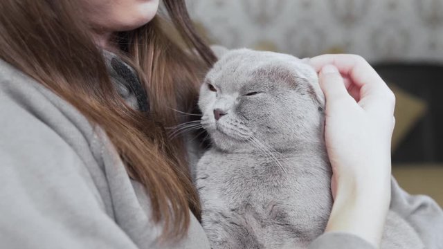 Beautiful girl is sitting in her room, holding a grey cat on her hands and smiling. Girl is caressing her cat.