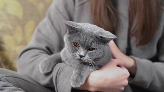 Beautiful girl is sitting in her room, holding a grey cat on her hands and smiling. Girl is caressing her cat.