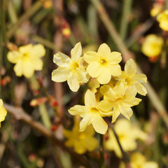 (Jasminum nudiflorum) Winter-Jasmin oder Gelber Winterjasmin ein Zierstrauch mit kleinen gelben Blüten in einer Gruppe auf biegsamen und gewölbten Zweigen