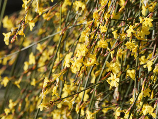 (Jasminum nudiflorum) Blüten des Winter Jasmins in der kalten Jahreszeit mit ihrer gelben Pracht
