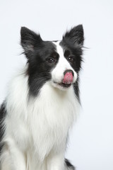 Against the gray and white background, the border collie makes a variety of naughty and lovely, happy and sad expressions. It is people's favorite pet, dog portrait combination series