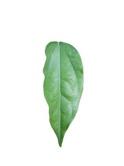 Bai-ya-nang (Tiliacora triandra) Thai herb, extracting white background with clipping paths