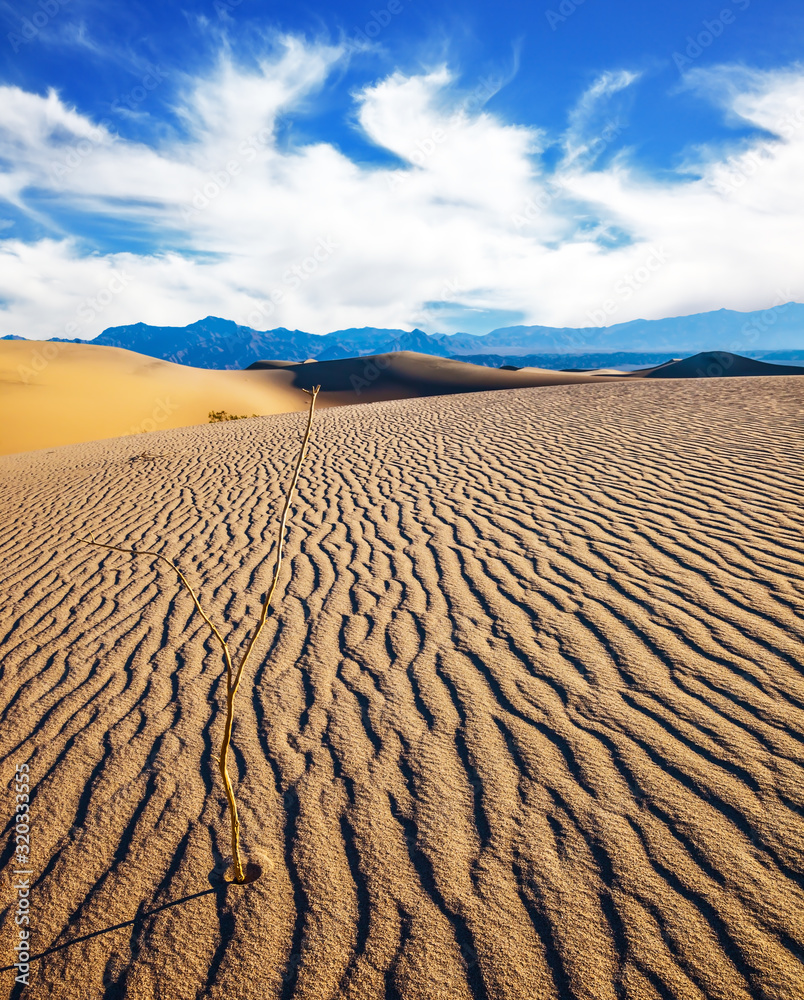 Poster mesquite flat sand dunes