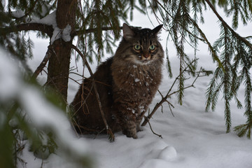 cat snow pet cute beautiful snow winter eyes look mustache strips snowflakes flakes needles spruce pine forest кошка снег питомец мило красиво снег зима глаза взгляд усы полоски снежинки ель хвоя 