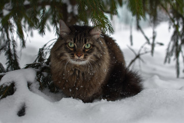 cat snow pet cute beautiful snow winter eyes look mustache strips snowflakes flakes needles spruce pine forest кошка снег питомец мило красиво снег зима глаза взгляд усы полоски снежинки ель хвоя 