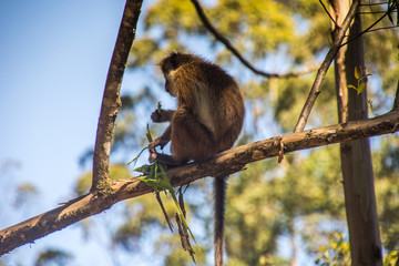 Fototapeta premium Singe