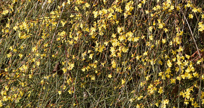 Winterjasmin Jasminum Nudiflorum 80-100 Cm - Gelbe Blten Frostharte  Kletterpflanze Im Topf