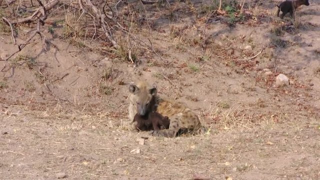 Hyena mother with two cubs