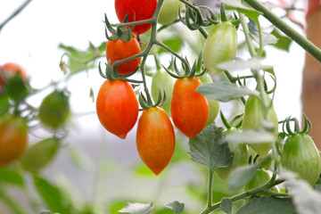 cherry tomato in organic farm