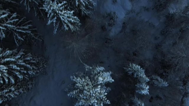 Close up aerial top-down view of white snowy pine trees and ground.