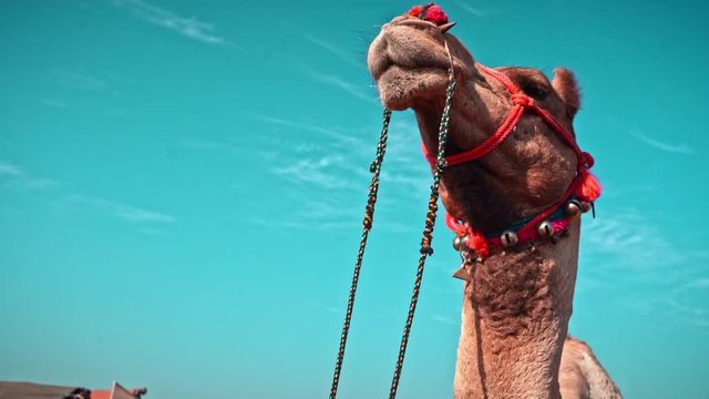 Slo-Mo shot of camel as seen from ground at pushkar camel fair