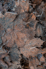 frost maple leaves nature texture