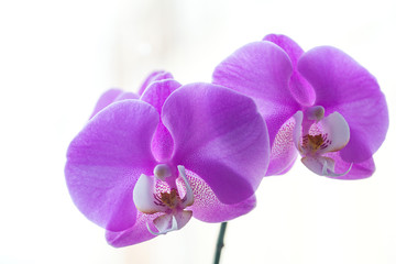 Beautiful Phalaenopsis orchid flowers. Pink orchid flower.