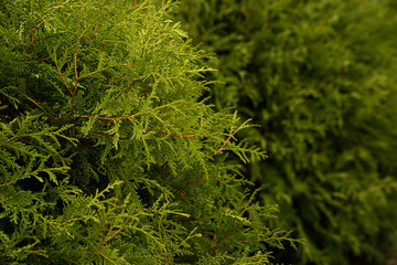 Beautiful bright green thuja is close