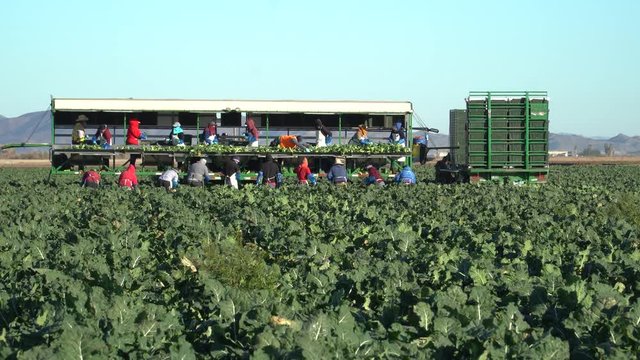 Migrant Workers Harvesting Broccoli In Farmers Field - Yuma, Arizona