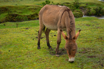 Landscape of a donkey grazing in a meadow in Huascaran National Park
