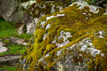 Lichen and moss growing on a rock in Huascaran National Park