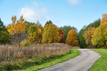 Sunny autumn day in the forest near a winding road