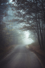 Dark autumn forest in the fog