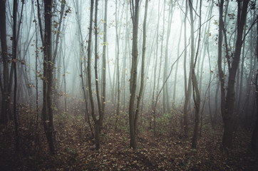 Obraz premium Dark autumn forest in the fog