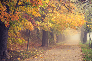 Autumn foggy colorful tree alley in the park on a misty day in Krakow, Poland