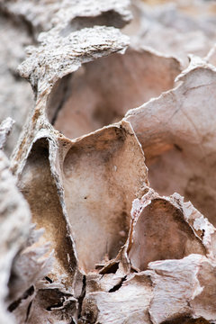 A close-up picture of an elephant skull exposed to the African sun in the veld reveals delicate detail in the bleached bone structure