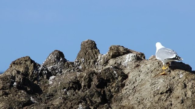 Gabbiani in uno scoglio