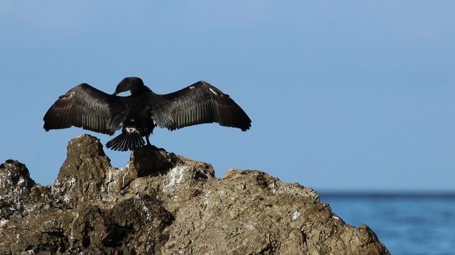 Un cormorano asciuga le ali al sole