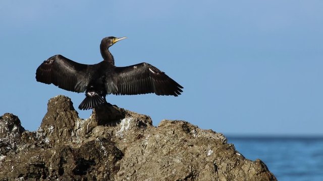 Un cormorano asciuga le ali al sole