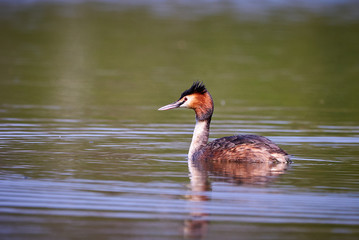 Great crested grebe ( Podiceps cristatus )