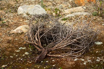 dried up branch lying on the ground in Huascaran National Park